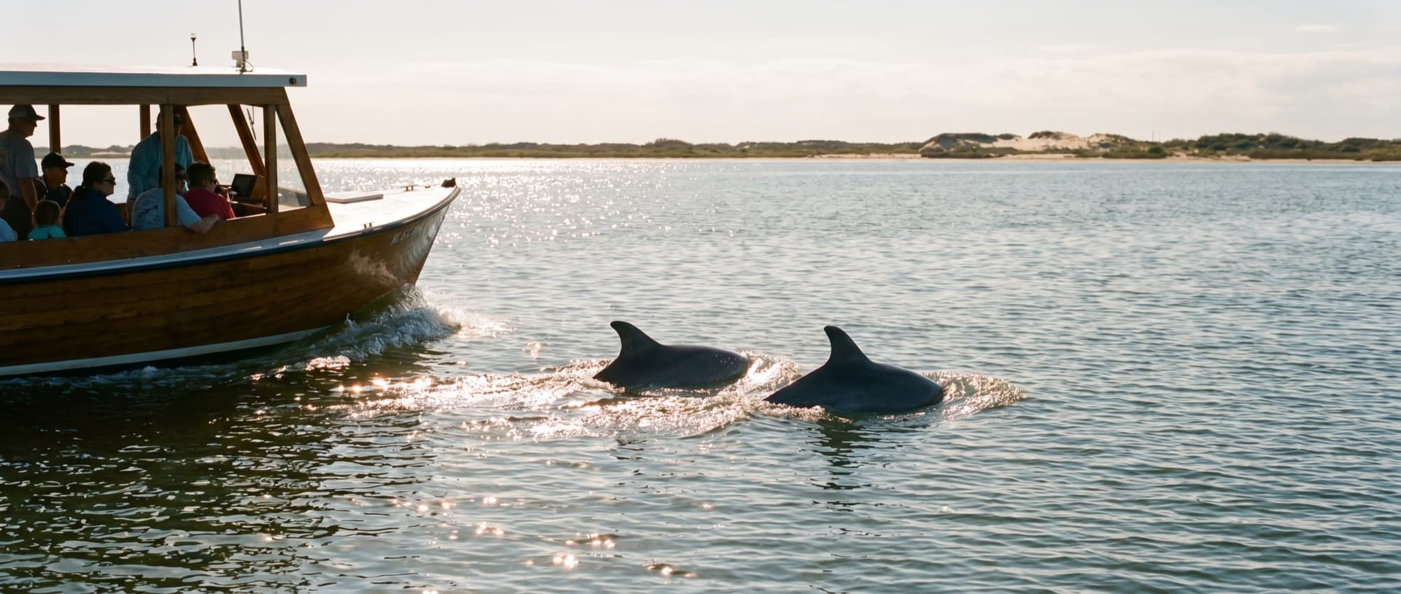 Bottlenose dolphins off the bow on a bay tour